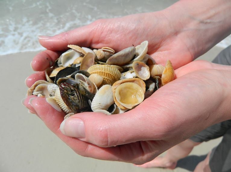 Hand full of seashells